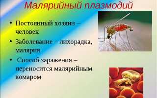 Строение малярийного плазмодия