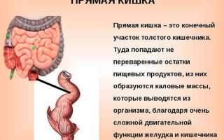 Строение конечного отдела ЖКТ
