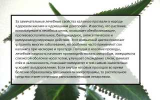 Сок каланхоэ от насморка: лечебные свойства и применение