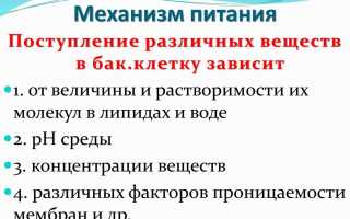 Особенности развития и размножения микроорганизмов