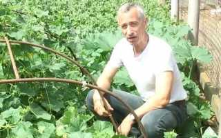 Лечим геморрой дома: как использовать свежий огурец