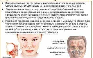 Стенки гайморовой пазухи: схема строения и расположения