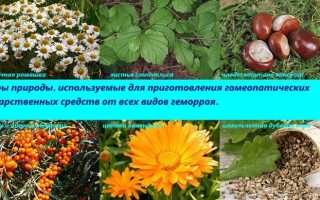 Лечение геморроя гомеопатической мазью