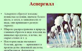 Синусотомия гайморовой пазухи: симптомы и лечение мицетомы